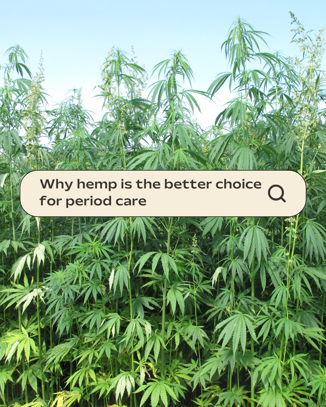 Hemp 101: Why Hemp Is the Safer, Healthier Choice for Period and Personal Care