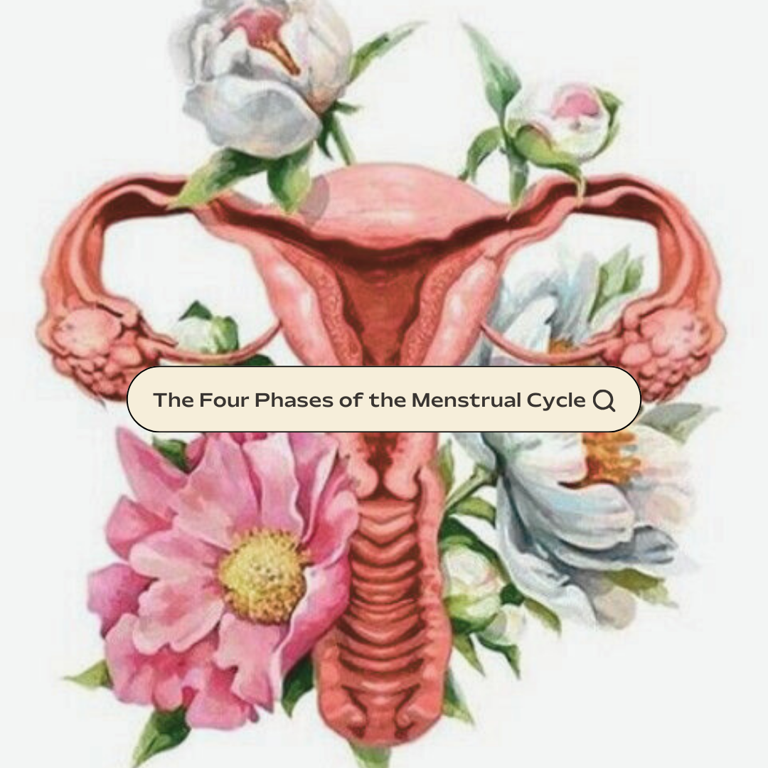The Four Phases of the Menstrual Cycle