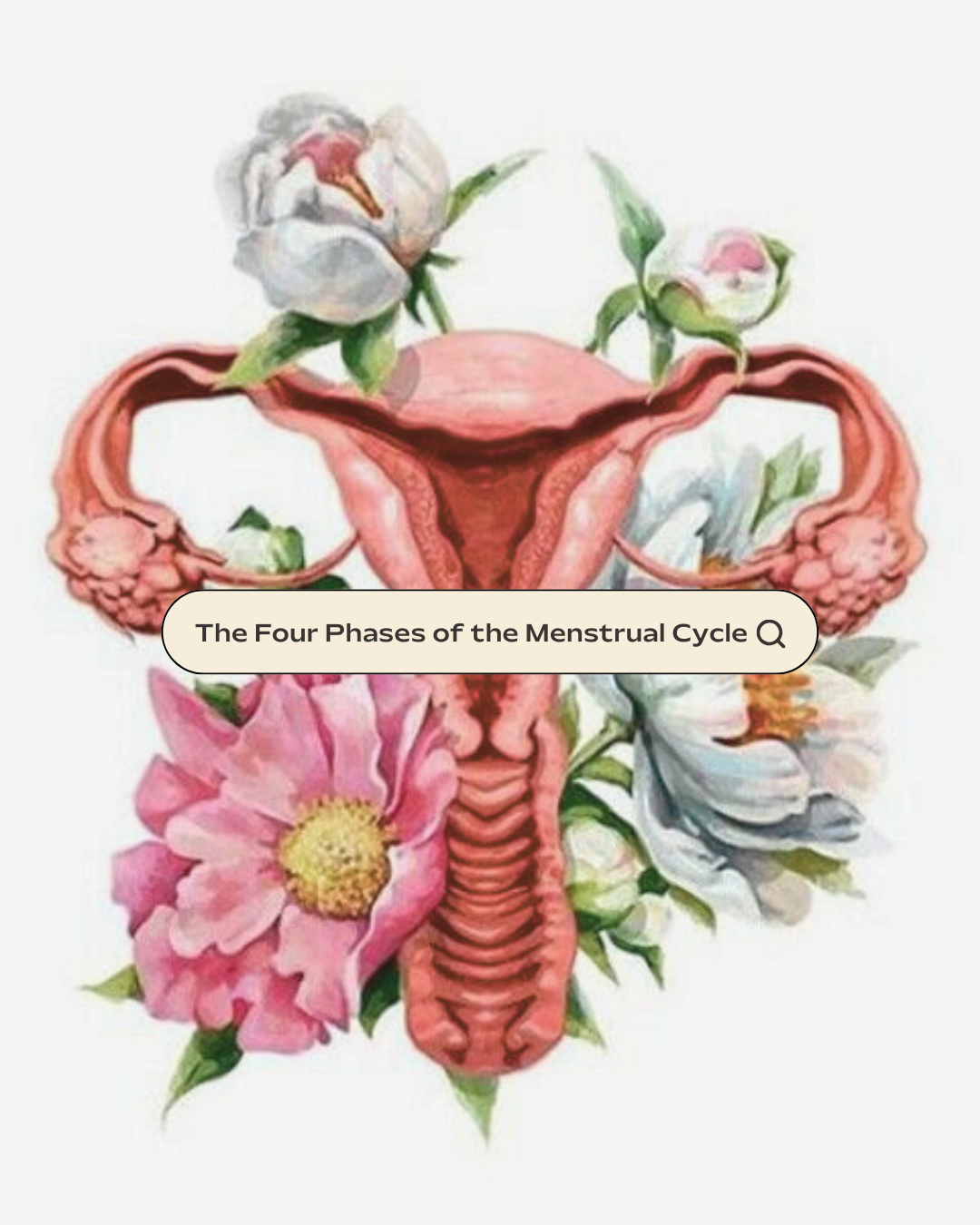 The Four Phases of the Menstrual Cycle