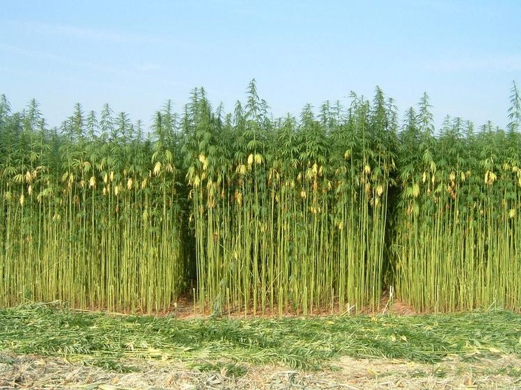 Why hemp is better than cotton